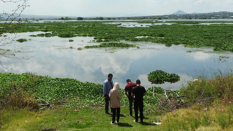 Zumpango en alerta: lirio acuático amenaza con destruir la laguna [Fotorreportaje]